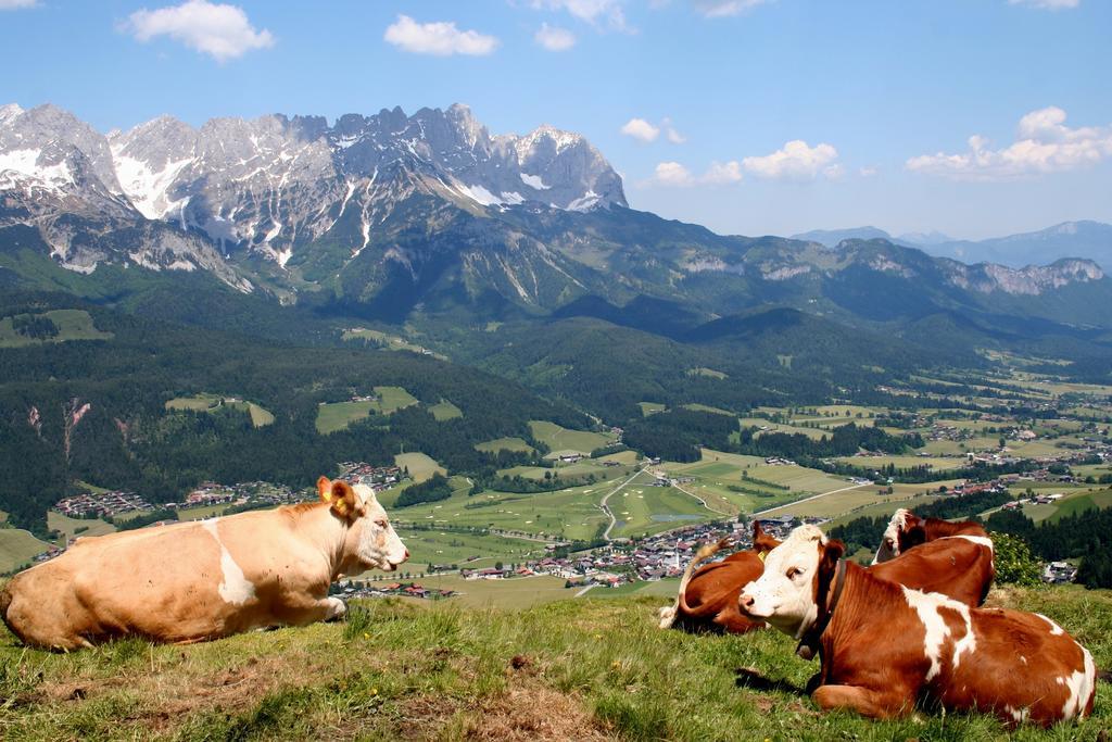 Schnapperhof
