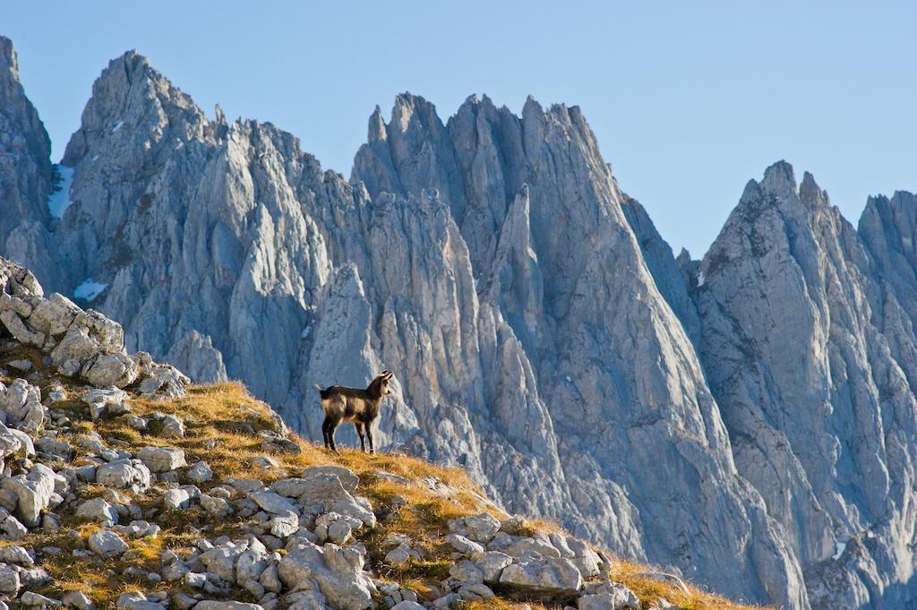 Pensjonat Schnapperhof Going am Wilden Kaiser